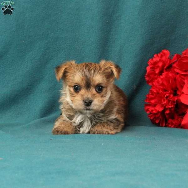 Xander, Morkie / Yorktese Puppy